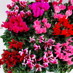 에덴플랜트 시클라멘 소품 씨클라멘 시크라맨 씨클라맨 향기좋은꽃 꽃식물 부모님 연인선물 오래피는꽃 색상랜덤 : 에덴플랜트