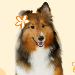   THINKLIKEPET COMING SOON !    : 씽크라이크펫