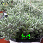 은전 (은서 촉많은 여러대) 지름 9cm 소품화분 (좋은흙만 사용) : 허브여울