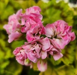 제라늄 / UG 니나 : 제이제라