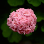::유럽제라늄:: 앤틱로즈 Graingers Antique Rose : 식물의 사생활