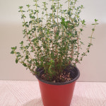 레몬타임 10cm 포트 화분 허브모종 식용허브 허브키우기 시트러스레몬 : 쑤기네마트