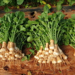 고창황토밭 맛있는 싱싱 알타리 10kg 총각무 초롱무 알타리무 지호네농장 1 무료배송 : 지호네농장