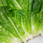 로메인상추 로메인 2kg : 백미양식