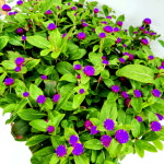 에덴플랜트 천일홍 보라 소품 야생화 화단 정원꾸미기 꽃화분 꽃식물 생화 : 에덴플랜트