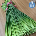 남해 햇 마늘쫑  마늘종 1kg : 철따라농산물