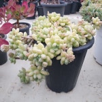 [수암다육] 로찌 단품 Sedum clavatum sp. 다육 아프리카식물 다육식물 수입다육 플랜테리어 278 : 수암다육농장