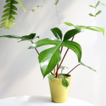 필로덴드론 플로리다뷰티 그린 30-35cm 플랜테리어 수입식물 실내공기정화식물832 : 플랜트 샵
