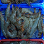 [서울시 일부 배달] 오동통한 새우(중) 35마리 [신영 진수산] : 동네시장 장보기