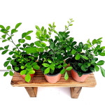 에덴플랜트 오렌지자스민 소품 쟈스민향 오렌지향 향기좋은식물 인테리어식물 심신안정 : 에덴플랜트