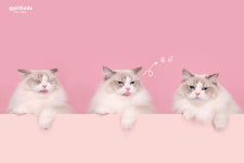 [꽃보다펫-심쿵하개❤심쿵하냥❤ 세컷] 반려동물 강아지사진 고양이사진 포토스튜디오 프로필촬영 컨셉촬영 증명사진 애견촬영전문 : 꽃보다펫