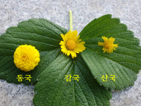 동국(황어자) 모종 10개 묶음 도덕마을 농장직영 식용국화 : 도덕마을