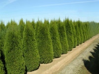 에메랄드 그린 H0.3 이상 120L 포트 스마라그 측백 미측백 블루애로우 블루엔젤 : 나무가든센터