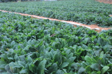 단비농원 국내산 직접재배 바른하루 곰보배추차 티백 50개 : 바른하루단비농원