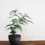 아스파라거스 나누스 키우기 쉬운 감성 플랜테리어 음지식물 : 아틀리에라윤