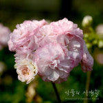 ::유럽제라늄:: U_미뉴엣 U Minuet : 식물의 사생활