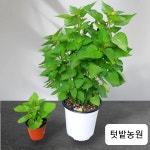 텃밭 방아잎모종 배초향 2년생 화분 허브식물 꽃모종 : 텃밭 농원