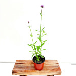 에덴플랜트 (5개한세트) 버들마편초 마편초 다년초 노지월동 숙근마편초 조경식물 라일락버베나 정원 화단꾸미기 : 에덴플랜트