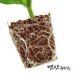 호박 모종 맷돌호박 : 변산육묘장