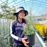 황석정꽃집 엘사트리 블루아이스 측백 나무 조경수 관상수 묘목 정원수 상록수 침엽수 : 황석정 꽃집