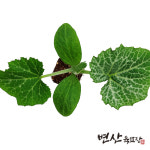 호박 모종 맷돌호박 : 변산육묘장