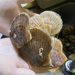 참가리비 가리비 속살 구이용 캠핑 치즈구이 : 본섬푸드