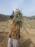 직접 농사지은 25년 유기농 햇 볶음 맥문동 300g : 직접 지은 농산물 섭이네