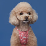 국화원피스 강아지옷 애견의류 : 도그아이