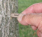 나무 영양제 소나무 비료 캡슐제 나무주사 메디캡엠디(10개입) : 유원에코팜