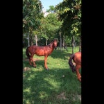 레진 공예 아트 조형물 조각상 인테리어 정원 공원 펜션 카페 야외 시뮬레이션 준마 유리강 조각 모형 잔디 대형 동물공원 숲 경관 백마 소품 장식... 
