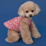 국화원피스 강아지옷 애견의류 : 도그아이