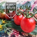 5kg 장마루토마토농장 무농약 대추방울 토마토 : 마켓경기