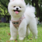 강아지가슴줄 소형견하네스 조끼 반려견 예쁜 : 아루잡화점