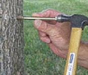 나무 영양제 소나무 비료 캡슐제 나무주사 메디캡엠디(10개입) : 유원에코팜