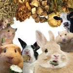 채릇채릇 건강 간식 토끼 기니피그 햄스터 : 채릇채릇