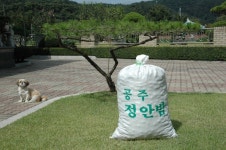 25년햇밤 공주정안밤 대20kg : 공주정안밤 유성농장