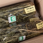 무농약 무청시래기100g, 500g _까치농장 : 산청군 산엔청쇼핑몰