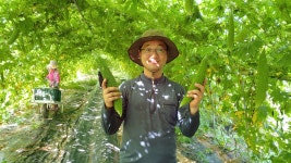 단비농원 국내산 직접재배 유기농 바른하루 여주차티백 (50T)(20T) : 바른하루단비농원