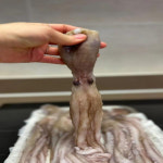 냉동 낙지 1kg (6미) 낚지 배송 해물탕 연포탕 낙지볶음 해물찜 해신탕 : Endymion