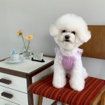 강아지옷 왕꽃오프숄더나시  S-2XL S : 리리몽드