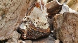 지리산 목청 자연산 자연벌집꿀 국내산 야생100% 벌꿀 목청꿀 600g : 지리산 벌꾼