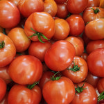 퇴촌토마토 주스용 동양종 찰 완숙1. 2.4.5kg 주스용(소, 왕특대) 벌수정 당일수확 배송 : 퇴촌토마토수연농장