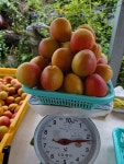 제천 Gap 자두살구 플럼코트 1kg : 제천 자연살이농장