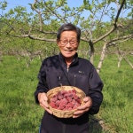 경남밀양 꾸지뽕열매 5kg 2025 수확열매 농원직송 산따담 : 산따담