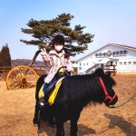 승마체험 레슨 실내 야외 기승 (주중) 경기도 화성시 승마장 궁평캠프 : 궁평캠프