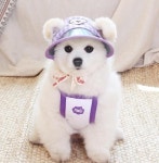 오드펫 강아지 UV 썬캡 반려견 산책모자 : 다온블라썸