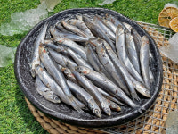 생멸치 1kg / 남해안 생멸치 / 1kg 80미 내외 : 태민수산