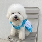 애견 앨리스 데이지 체크 프릴 원피스 : 제이슐라