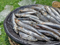 제철 남해안 생멸치1kg 80미 내외 : 미라클수산