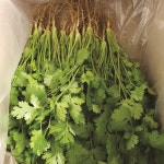 유기농고수 300g, 고수나물, 고수생잎, 향신료 고수,  산지직송, 당일수확 : 싱그리농장